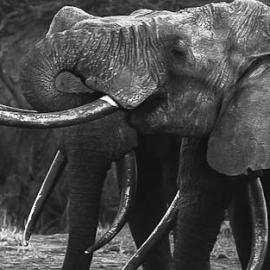 Marching to Save the Elephant on October 4